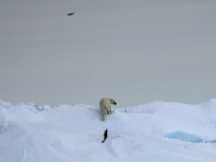 11B A Polar Bear Stands Up After Pooping On An Iceberg On Day 2 Of Floe Edge Adventure Nunavut Canada